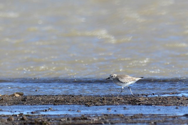 Pluvier argenté / Grey Plover